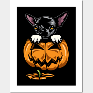 Halloween Chihuahua Pumpkin Posters and Art